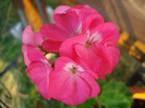 Orbit geranium Violet, 19jul2011