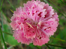 Dianthus chinensis (2011, July 10)