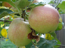 Apples_Mere Summer Red (2011, Jul.14)