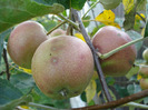Apples_Mere Summer Red (2011, Jul.14)