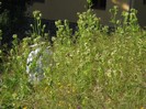 DSCN8158