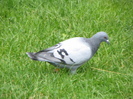porumbei si concediu 002