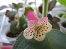NEW - Kohleria Yfs Surprise 10