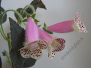 Kohleria HCY`s Jardin de Monet 9