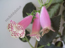 Kohleria HCY`s Jardin de Monet 11