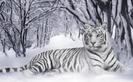 images (18)
