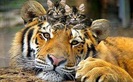 imagini_haioasa_animale_tigru_3