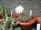 Floare de gymnocalcium