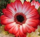 images (19)