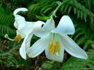 images (20)