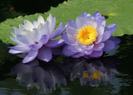 images (21)