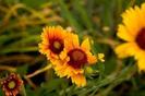 images (67)