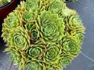 sempervivum_kalinda