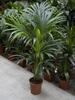 howea_kentia_palmier