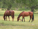horses-fawn
