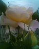 Fotogr.0236
