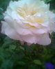 Fotogr.0237