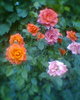 Fotogr.0251