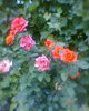 Fotogr.0252