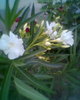 Fotogr.0228