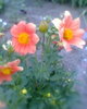 Fotogr.0242