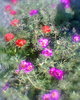 Fotogr.0217