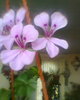 muscata curgatoare