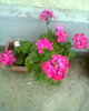 Fotogr.0273