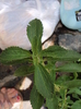 Stevia rebaudiana (dulce - inlocuieste zaharul)