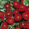 potentilla_atrosanguinea