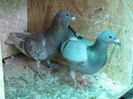 PUI Porumbei 162