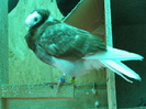 PUI Porumbei 039