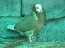 PUI Porumbei 069