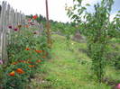 gradina mea