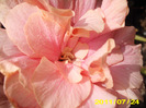 Picture 008