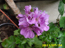 Picture 002