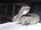 mascul 3 luni