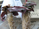 Euphorbia francoisii