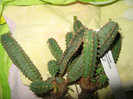 Euphorbia jansenvillensis