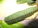 Euphorbia jansenvillensis