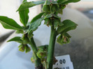 Monadenium parviflorum; Malawi