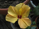 Hibiscus galben