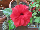 Hibiscus rosu