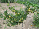 Agris Urias de Pallag
