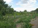 Gradina