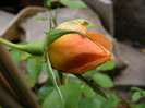Ambridge Rose (AUSwonder)