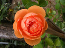 Ambridge Rose (AUSwonder)