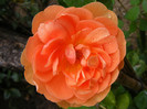 Ambridge Rose (AUSwonder)