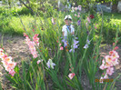 Gladiole