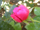 L.D.Braithwaite (AUScrim rose)